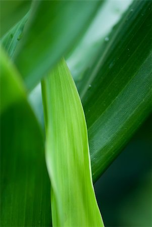 Fresh morning dews on tropical flowers. Stockbilder - Microstock & Abonnement, Bildnummer: 400-05052383