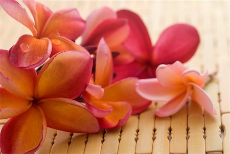 Frangipani flower and polished stone on tropical bamboo mat Stockbilder - Microstock & Abonnement, Bildnummer: 400-05052397