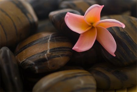 Frangipani flower and polished stone on tropical bamboo mat Stockbilder - Microstock & Abonnement, Bildnummer: 400-05052398