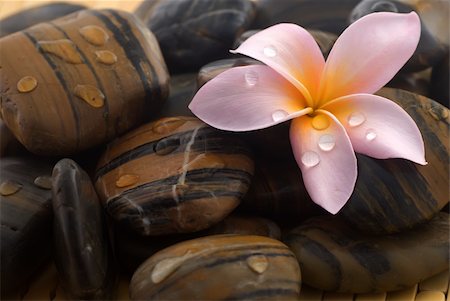 Frangipani flower and polished stone on tropical bamboo mat Stockbilder - Microstock & Abonnement, Bildnummer: 400-05052399