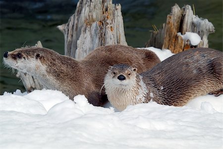 Close-up picture of a River Otter in Winter Photographie de stock - Aubaine LD & Abonnement, Code: 400-05052494