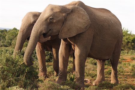 simsearch:400-04276083,k - Two African Elephant cows (Loxodonta africana) graze in the Addo Elephant National Park. Stock Photo - Budget Royalty-Free & Subscription, Code: 400-05052567