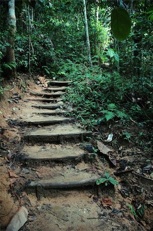 simsearch:400-04833071,k - Nature trek path adventure in tropical jungle Photographie de stock - Aubaine LD & Abonnement, Code: 400-05052605