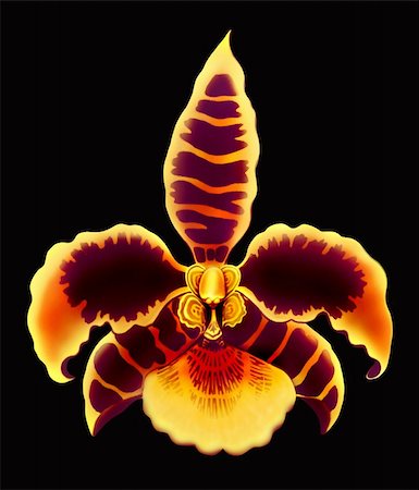 dendrobium orchid - The bloom of a Rossioglossum type orchid plant, in airbrush by botanical illustrator, Carolyn McFann. Stock Photo - Budget Royalty-Free & Subscription, Code: 400-05052661