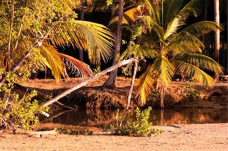 Shot of Caribbean landscape by evening Stock Photo - Budget Royalty-Free & Subscription, Code: 400-05053156