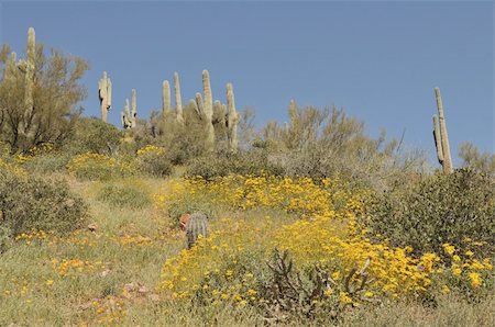 Cactus and yellow wildflowers, Tonto National Monument near Roosevelt, Arizona Stock Photo - Budget Royalty-Free & Subscription, Code: 400-05053616