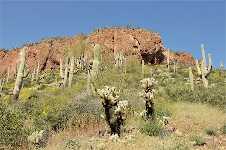 Cactus and yellow wildflowers, Tonto National Monument near Roosevelt, Arizona Stock Photo - Budget Royalty-Free & Subscription, Code: 400-05053617