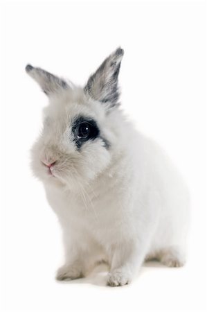 rabbit face closeup - Portrait of one small rabbit Stock Photo - Budget Royalty-Free & Subscription, Code: 400-05053619