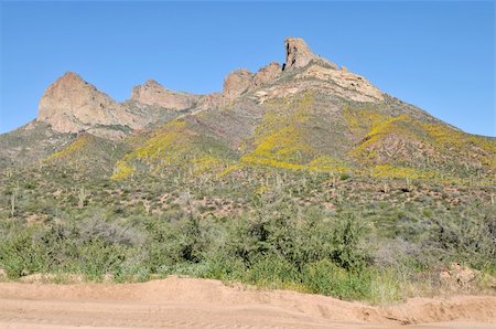 Desert hills covered in saguaro cactus and spring wildflowers, Apache Trail, northeast of Phoenix, Arizona Stock Photo - Budget Royalty-Free & Subscription, Code: 400-05053613