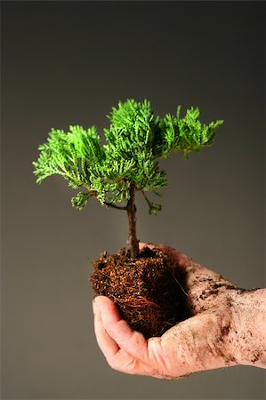 simsearch:625-02265907,k - Soiled hand holding a small tree against dark background Stock Photo - Budget Royalty-Free & Subscription, Code: 400-05053723