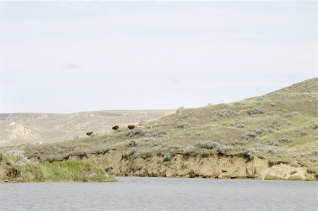 South Saskatchewan River Hills, on Diefenbaker Lake, near Beaver Flat Stock Photo - Budget Royalty-Free & Subscription, Code: 400-05053856