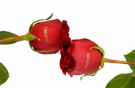 simsearch:400-04486211,k - kiss red roses "forever" close-up . Isolated On white background. Stockbilder - Microstock & Abonnement, Bildnummer: 400-05064108