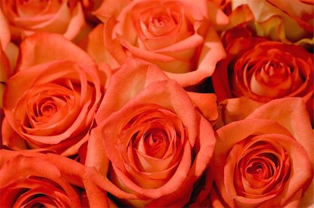 simsearch:400-04486211,k - Beautiful background made of pink roses Stockbilder - Microstock & Abonnement, Bildnummer: 400-05064123