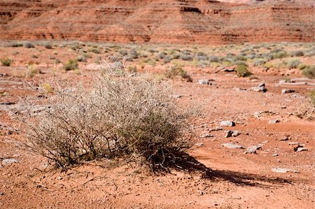 Dried plant in Valley of the gods in Utah, USA Stock Photo - Budget Royalty-Free & Subscription, Code: 400-05064360