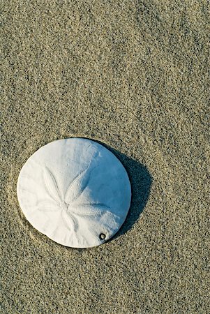 Sand dollar on beach, slight shadow Foto de stock - Royalty-Free Super Valor e Assinatura, Número: 400-05064469