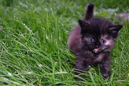 one month old grey kitten having its first walk in grass Stock Photo - Budget Royalty-Free & Subscription, Code: 400-05064462