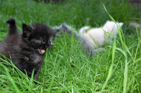 One month old kittens kitten having thier first walk in grass Stock Photo - Budget Royalty-Free & Subscription, Code: 400-05064463