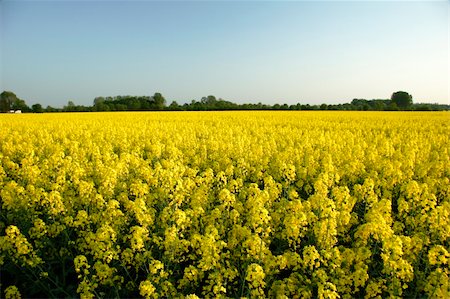 Rapeseed in germany Stock Photo - Budget Royalty-Free & Subscription, Code: 400-05064551