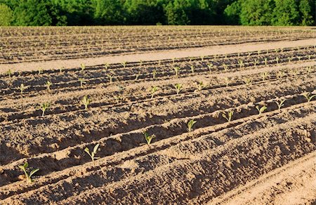 Healthy tobacco plants on a farm field. Stock Photo - Budget Royalty-Free & Subscription, Code: 400-05064815