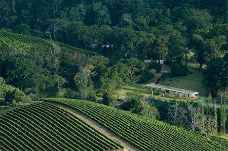 A vineyard surrounded by forest in Cape Town, South Africa. Stock Photo - Budget Royalty-Free & Subscription, Code: 400-05064832
