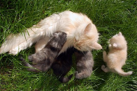 suzione - Mother cat feeding her four coloful kittens outdoors. Close-up. Fotografie stock - Microstock e Abbonamento, Codice: 400-05065172