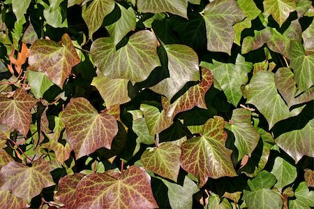 simsearch:400-05118067,k - Carpet of Leaves Stock Photo - Budget Royalty-Free & Subscription, Code: 400-05065257
