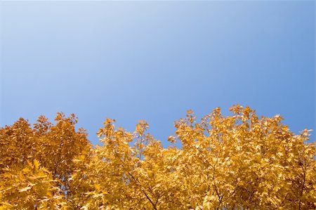 simsearch:400-04983103,k - Yellow autumn foliage, view from above Fotografie stock - Microstock e Abbonamento, Codice: 400-05065429