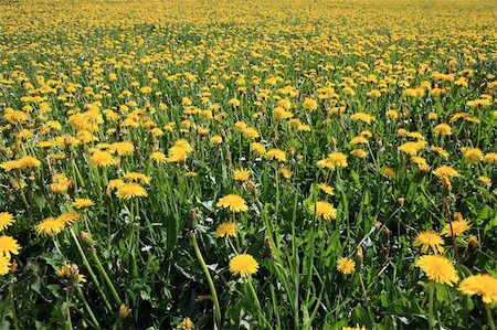 Field plenty of yellow dandelion flowers Stock Photo - Budget Royalty-Free & Subscription, Code: 400-05065438