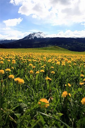 Field plenty of yellow dandelions in front of mountains covered with snow Stock Photo - Budget Royalty-Free & Subscription, Code: 400-05065439