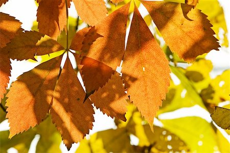 simsearch:400-05880107,k - close-up of leaves hanging on a tree Stockbilder - Microstock & Abonnement, Bildnummer: 400-05065454