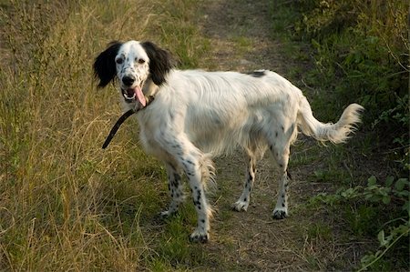 hunting dog Photographie de stock - Aubaine LD & Abonnement, Code: 400-05065503