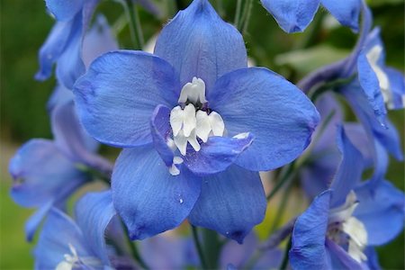 delphinium - A cluster of blue and white Delphinium flowers Fotografie stock - Microstock e Abbonamento, Codice: 400-05065720