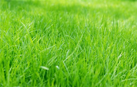 simsearch:400-05318999,k - Lush sunlit green spring grass background with shallow focus Photographie de stock - Aubaine LD & Abonnement, Code: 400-05065762