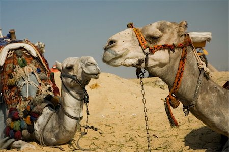 Egypt, Cairo, desert, a camel, two camel, summer, day, Sahara, sand Photographie de stock - Aubaine LD & Abonnement, Code: 400-05066012