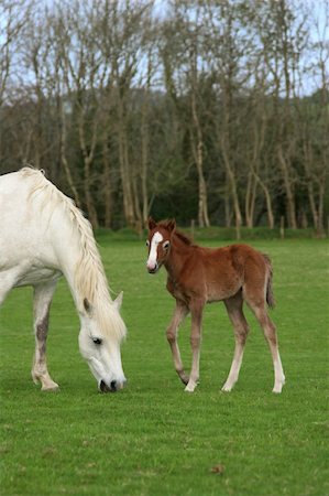New born foal standing in a field in spring next to a white horse, partly in view. Stock Photo - Budget Royalty-Free & Subscription, Code: 400-05066122