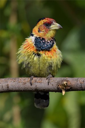 A Crested Barbet puffs out his feathers in anticipation Stock Photo - Budget Royalty-Free & Subscription, Code: 400-05066209