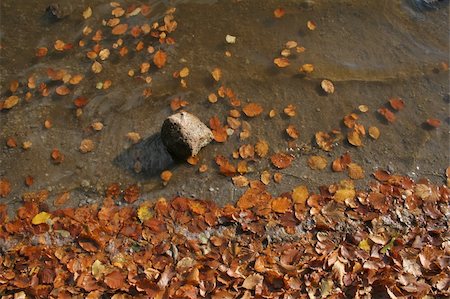 simsearch:400-04031749,k - autumn leaves Stockbilder - Microstock & Abonnement, Bildnummer: 400-05066470