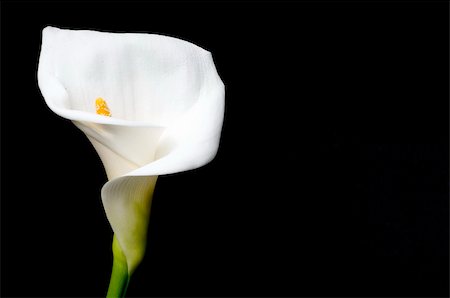 simsearch:400-04095393,k - White lily on black background Fotografie stock - Microstock e Abbonamento, Codice: 400-05066678