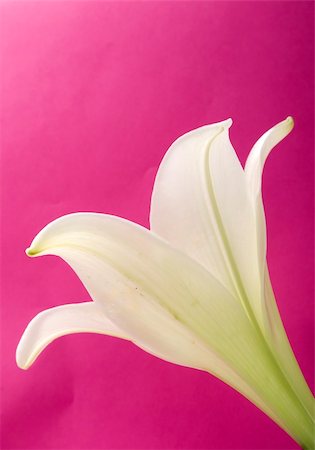 simsearch:400-04095393,k - White lily on pink background Fotografie stock - Microstock e Abbonamento, Codice: 400-05066679