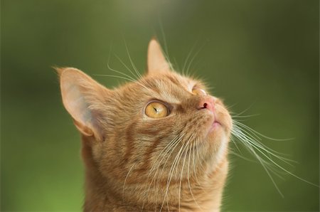 Cat is looking up. Stock Photo - Budget Royalty-Free & Subscription, Code: 400-05066852