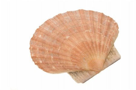 Beautiful big scallop shell isolated on white. Stock Photo - Budget Royalty-Free & Subscription, Code: 400-05066886