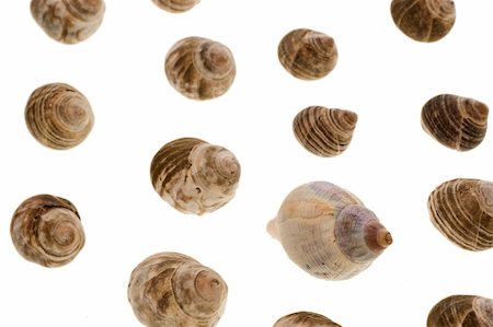 One radically unique shell in a collection of similar shells. Stockbilder - Microstock & Abonnement, Bildnummer: 400-05066948