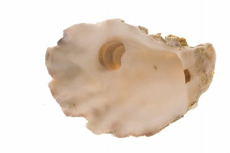 The inside of an oyster shell, isolated on a white background. Fotografie stock - Microstock e Abbonamento, Codice: 400-05066943