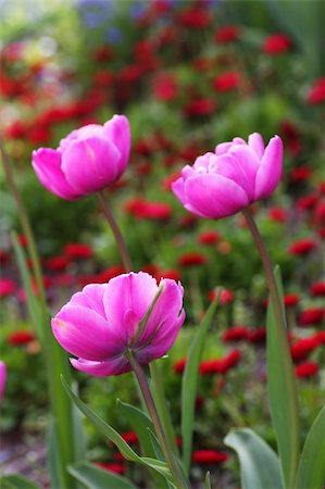 simsearch:700-00073732,k - Colorful and beautiful tulips in a nature environment in holland Foto de stock - Super Valor sin royalties y Suscripción, Código: 400-05067012