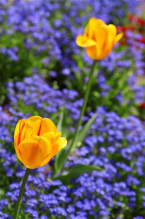 simsearch:400-08555878,k - Colorful and beautiful tulips in a nature environment in holland Stock Photo - Budget Royalty-Free & Subscription, Code: 400-05067013