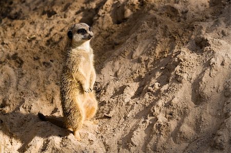 simsearch:400-07104159,k - The meerkat or suricate Suricata suricatta is a small mammal and a member of the mongoose family Foto de stock - Super Valor sin royalties y Suscripción, Código: 400-05067085