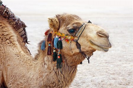 simsearch:400-05137674,k - A photography of a camel in the egypt desert Stockbilder - Microstock & Abonnement, Bildnummer: 400-05067285
