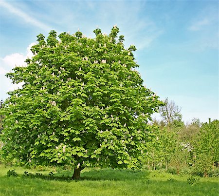 photo of lone tree in the plain - A photography of a chestnut tree with blossom Stock Photo - Budget Royalty-Free & Subscription, Code: 400-05067286