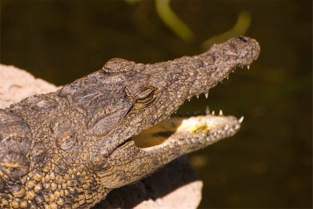 Head of an Alligator (Alligator Mississippiensis). Taken in a zoo in Fuerteventura, Spain. Foto de stock - Super Valor sin royalties y Suscripción, Código: 400-05067574