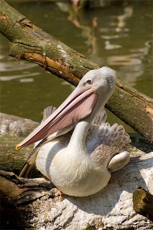 Pink-backed Pelican (Pelecanus Rufescens) Foto de stock - Super Valor sin royalties y Suscripción, Código: 400-05067595